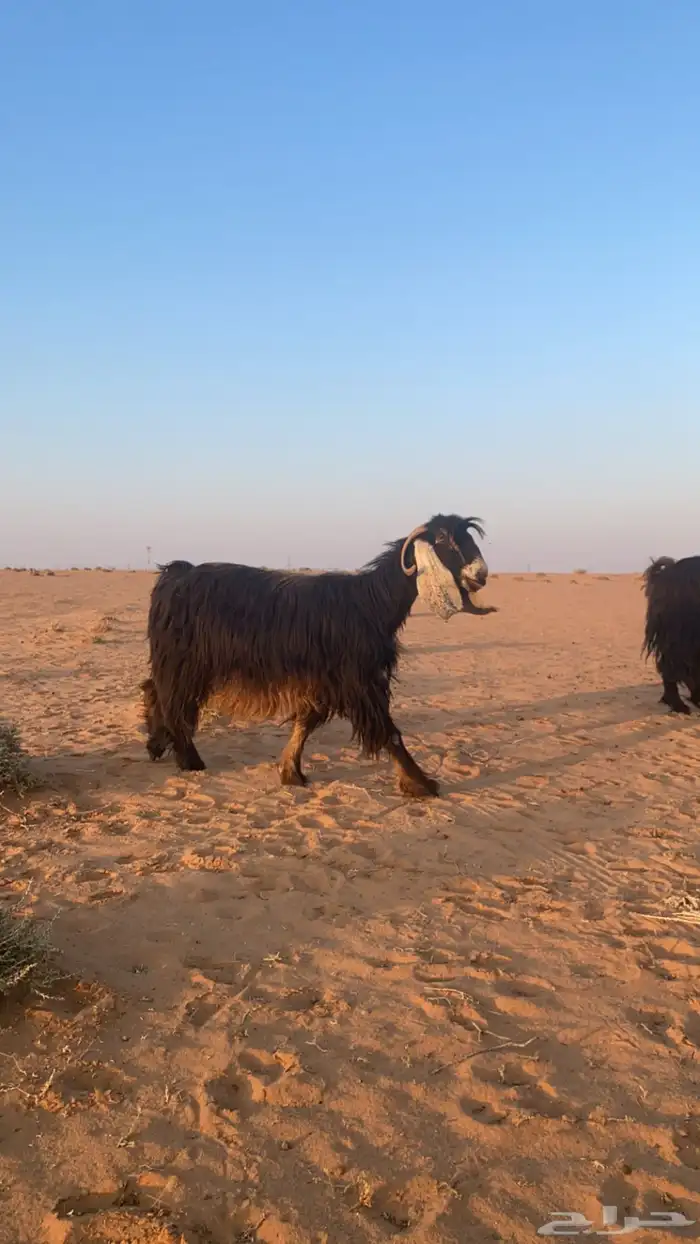 معزاء عوارض 2