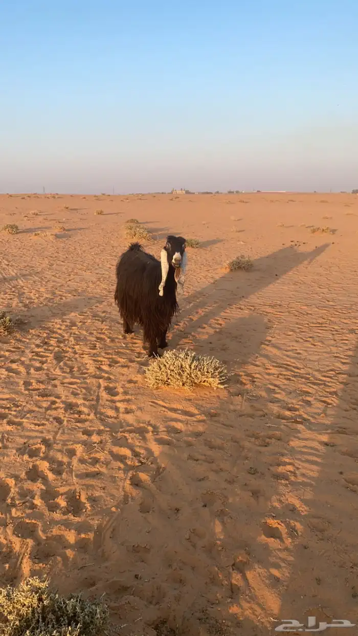 معزاء عوارض 0