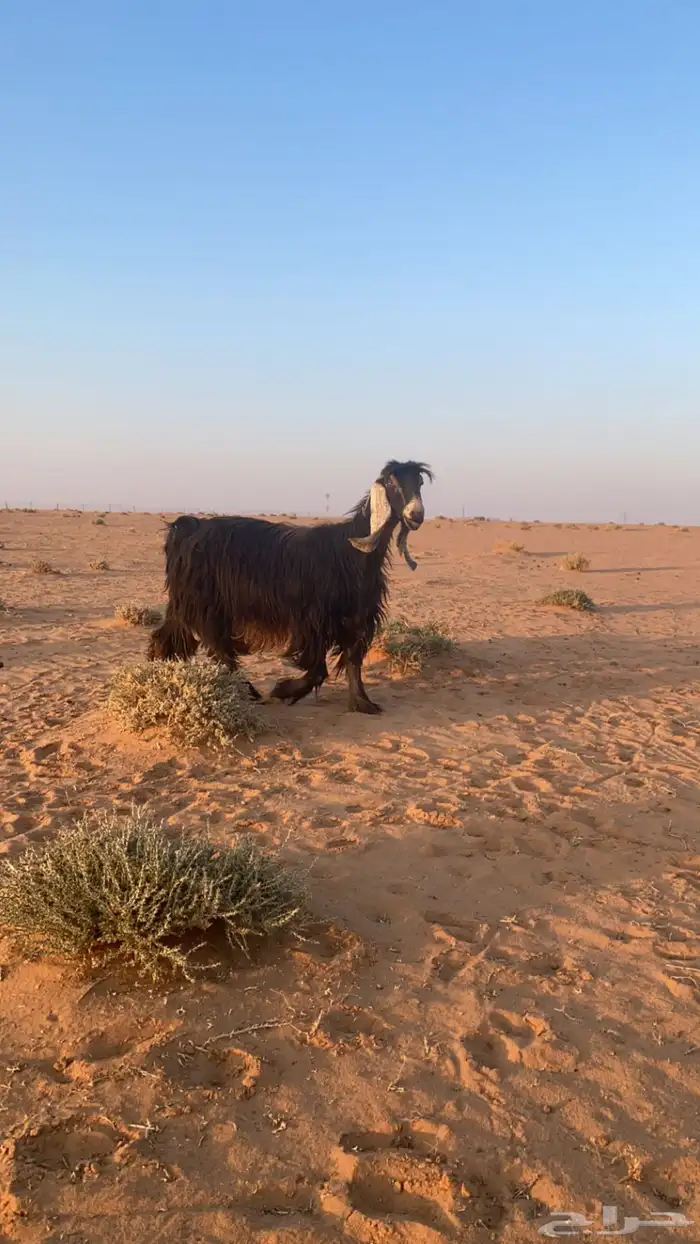 معزاء عوارض 1