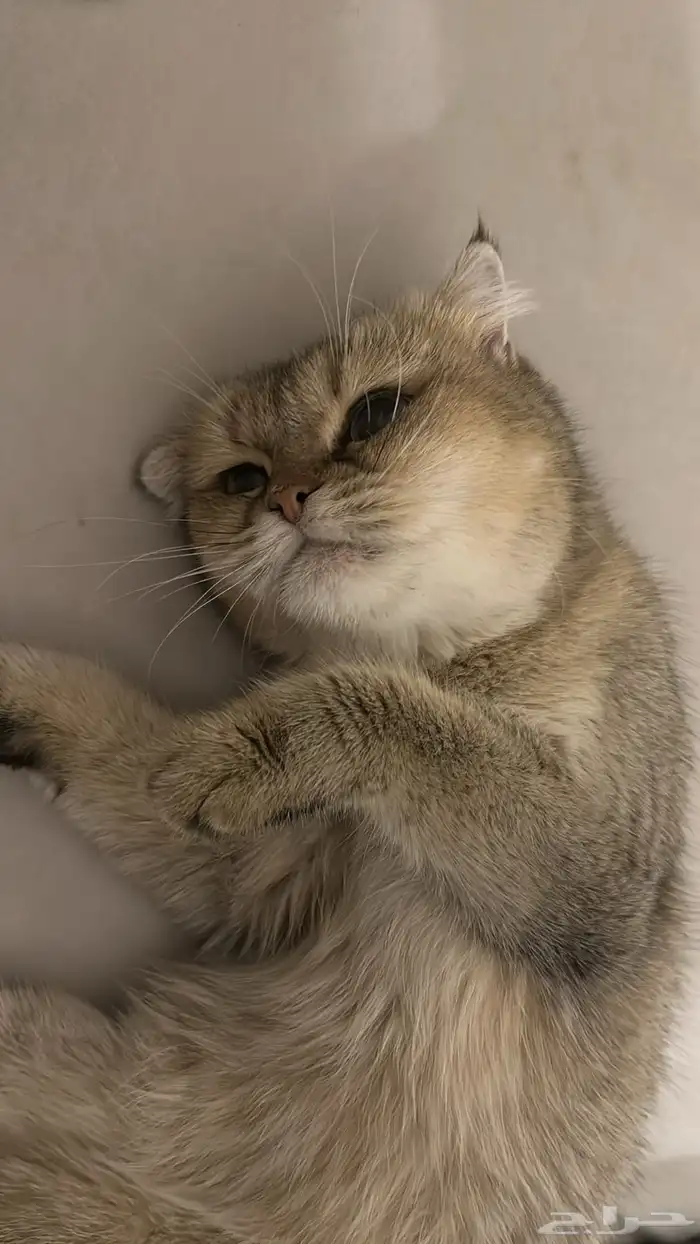 للبيع قطة سكوتش ستريت شانشيلا 0