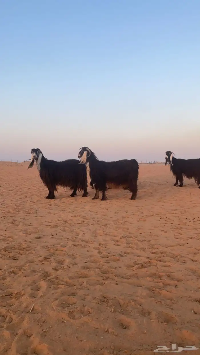 معزاء عوارض 6