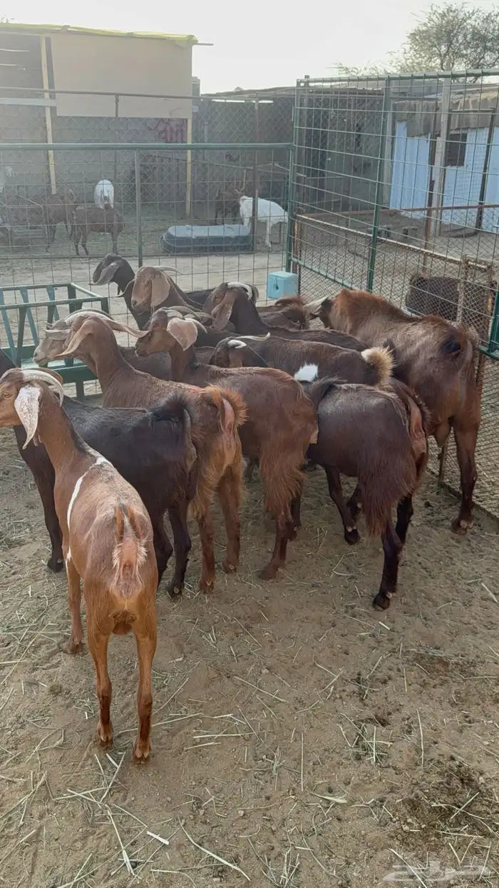 معزا صغار سن 12