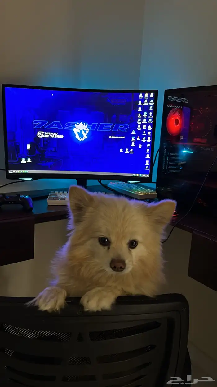 كلبه للبيع 0