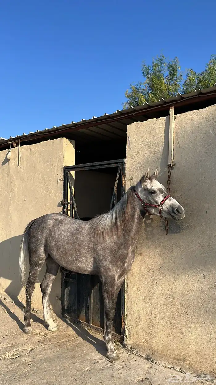 فرس شعبية كفو للبيع العمر 4 سنوات و شهور تقريبا 0