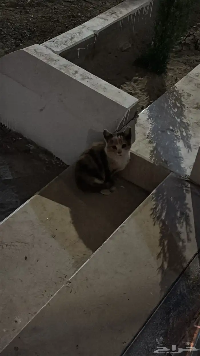 قطه صغيره للتبني بحاجه جدا للتبني 0