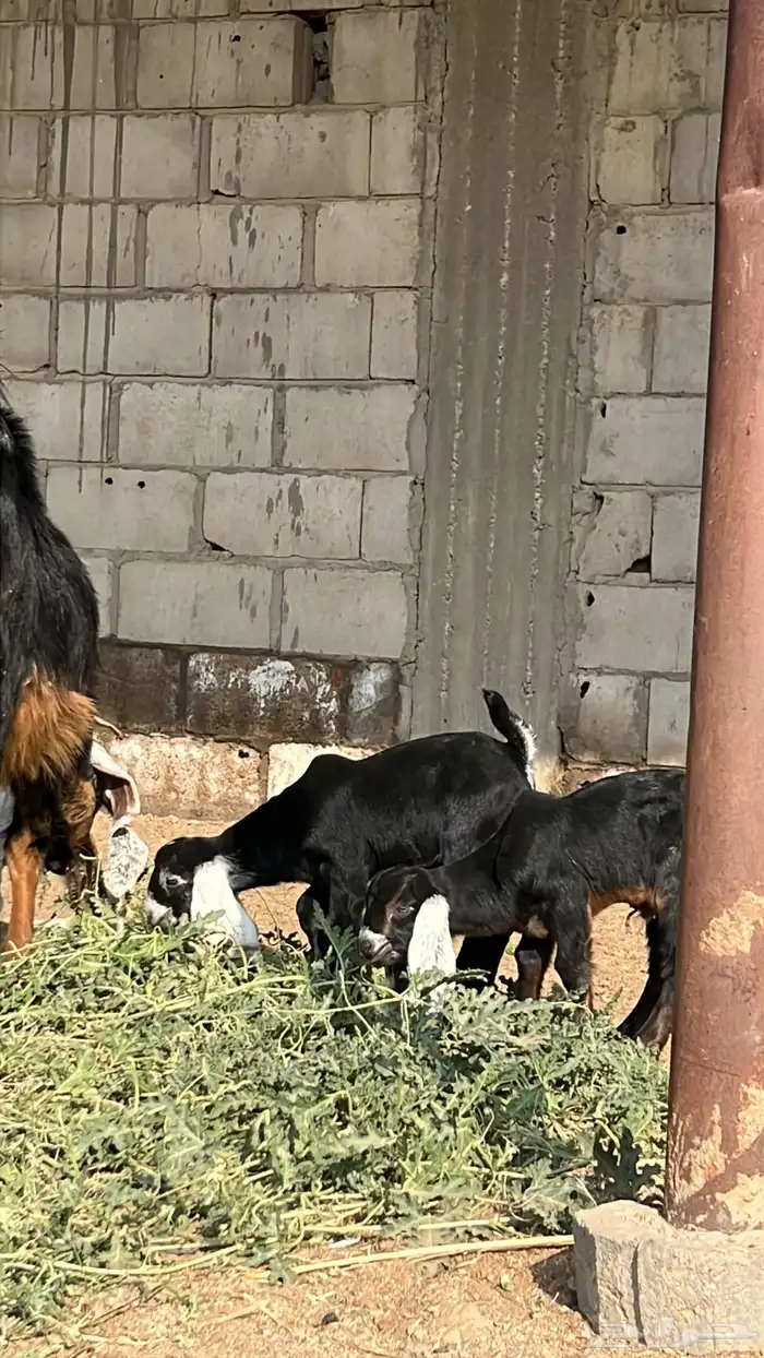 عنز عارضيه والد (تيماء) 1