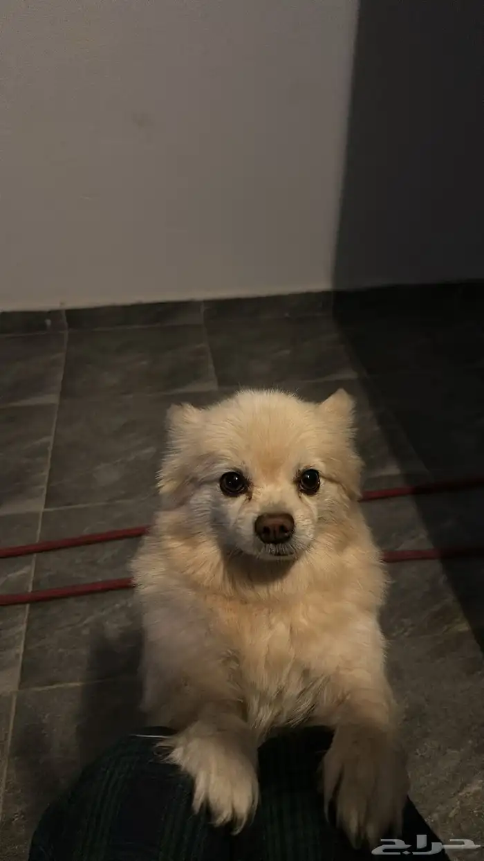 كلبه للبيع 2