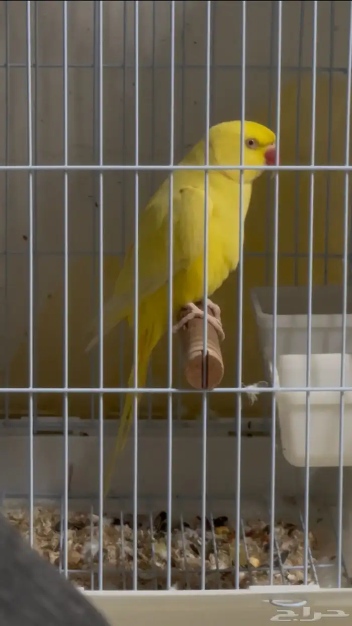 دره هولنداي 1