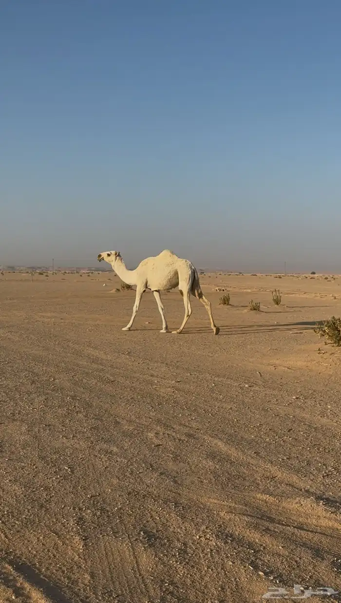 بكره مفروده حيسونيه 0