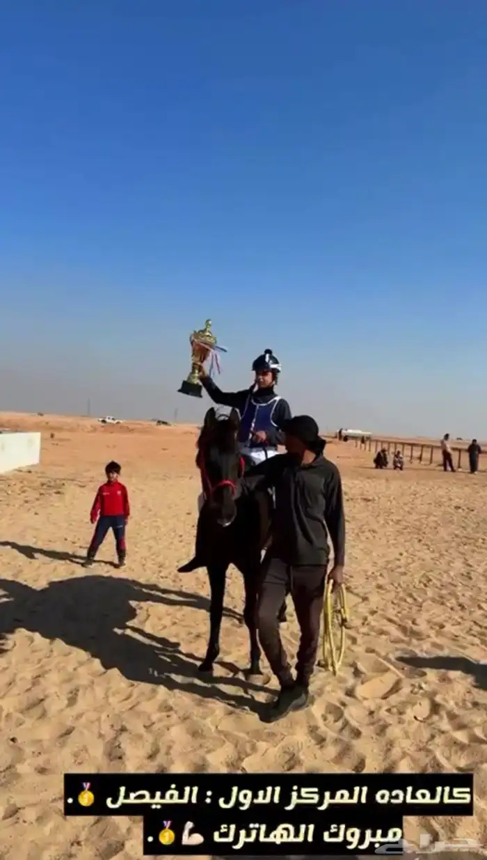 حصان واهو سبوق حفيد البطل عامر من الاب ومن الام داحس 3