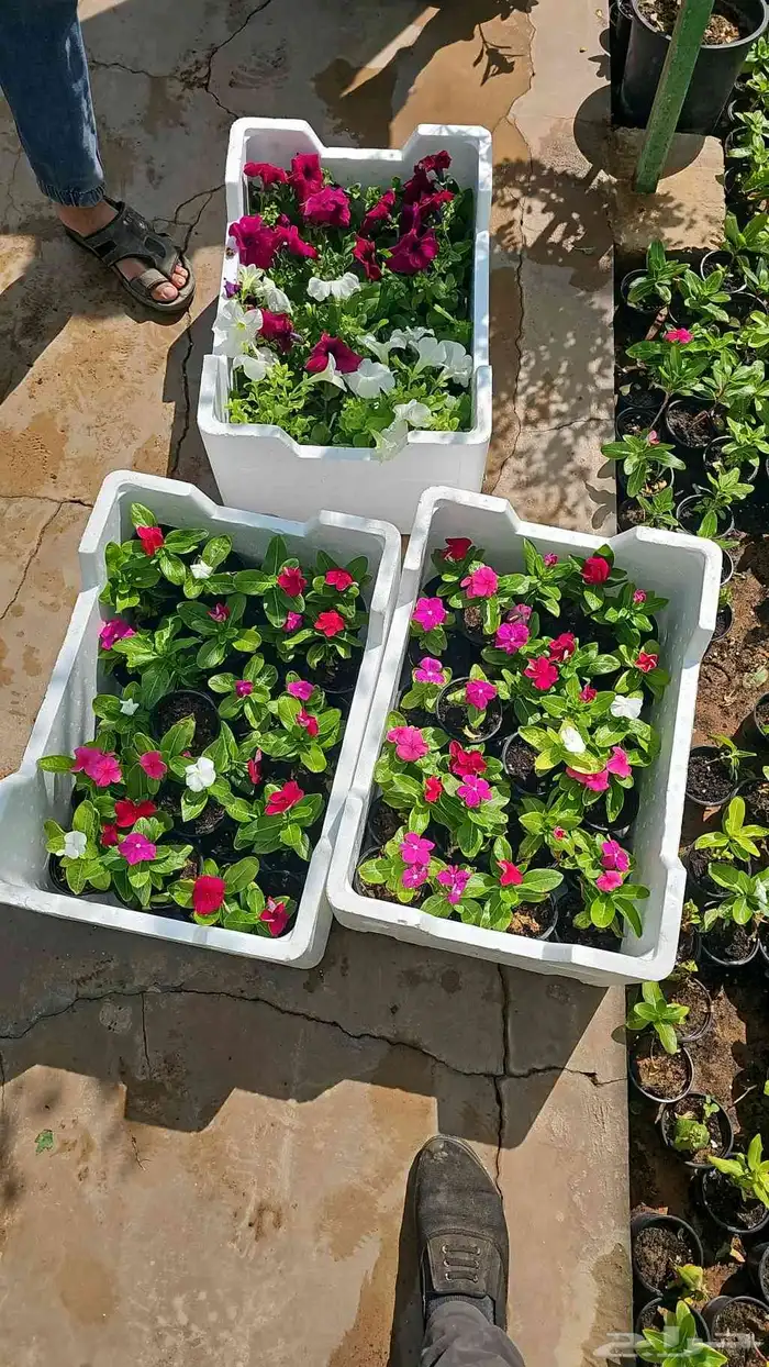 تنسيق حدائق 7