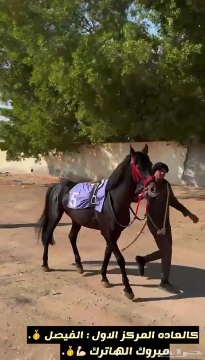 حصان واهو سبوق حفيد البطل عامر من الاب ومن الام داحس 4