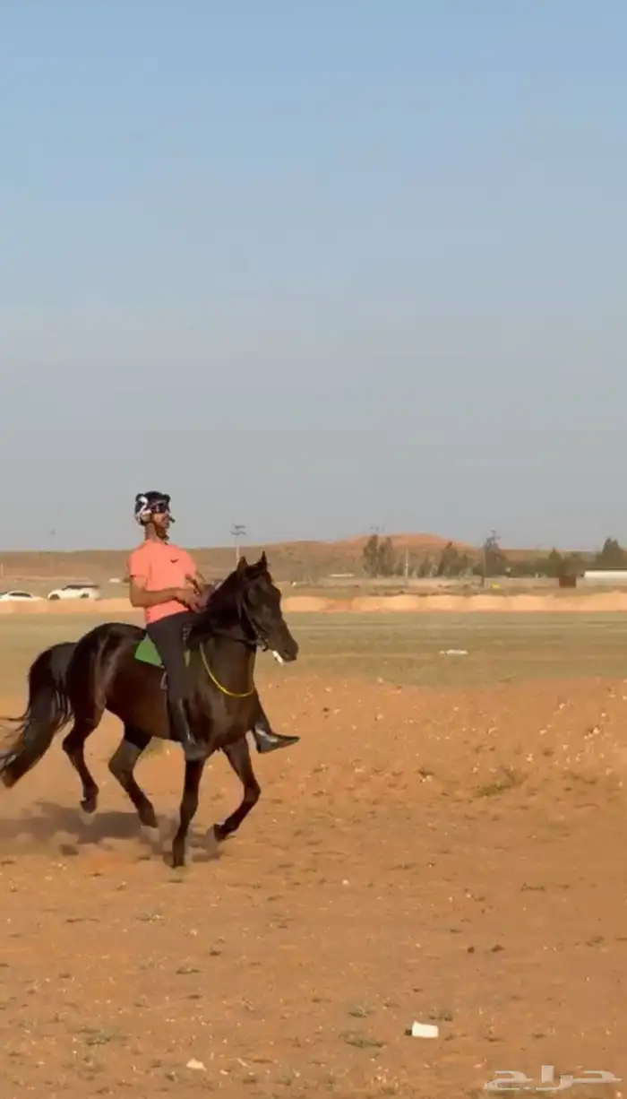 حصان واهو سبوق حفيد البطل عامر من الاب ومن الام داحس 2