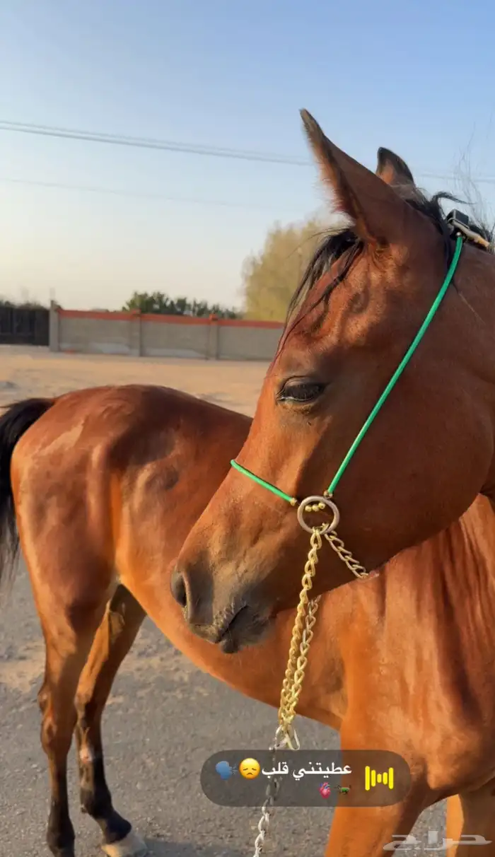 فرس للبيع 1