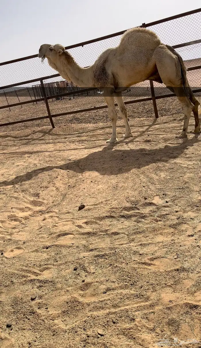 ناقه ضروبه حمراء عظم كفو و ديس كفو 1