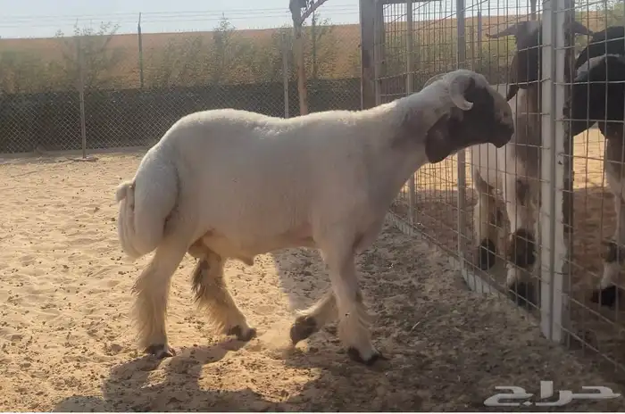 جذع نعيمي مشروع فحل 0