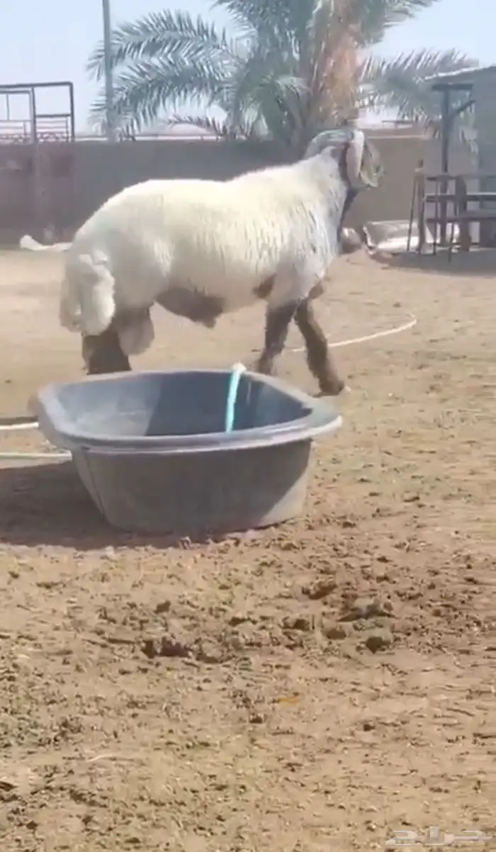 فحل طيب سناد طرف جبار شرط القريع ونسف شرط سليم من كل عدروب 5