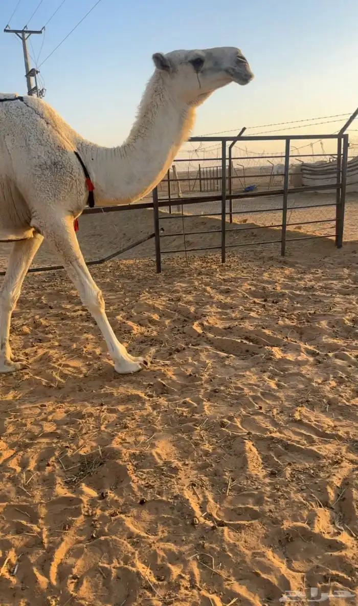 ضروبه رمانيه ام ثالث 4