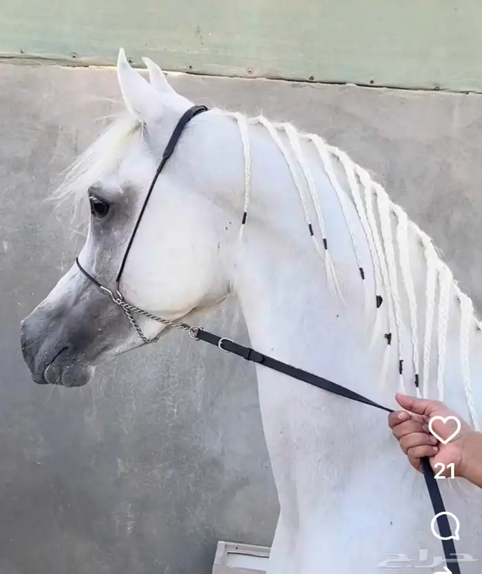 فرس شعبية لقاح للبيع 1