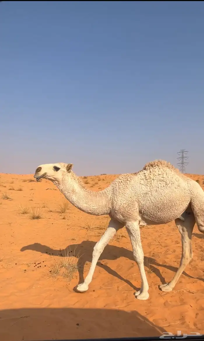 قعود باتلي 0