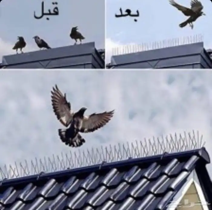 شر   طارد الحمام 0