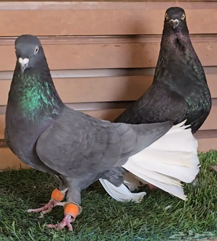 جوز نوري صافي توب معه فرخ 6