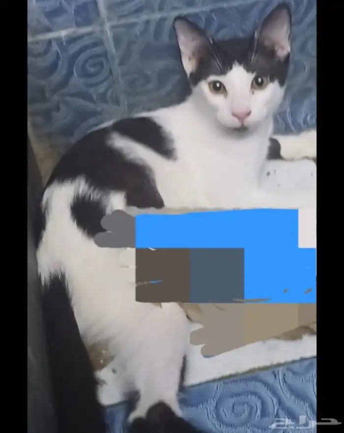 قطط لي التبني بشرط مخافت الله فيهم التواصل علي موقع حراج 2