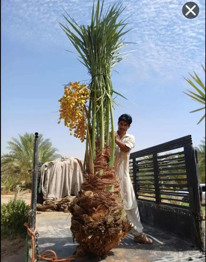 نخل للبيع اخلاص سكري برحي مجدول عجوه برني نخل واشنطني زينه 3