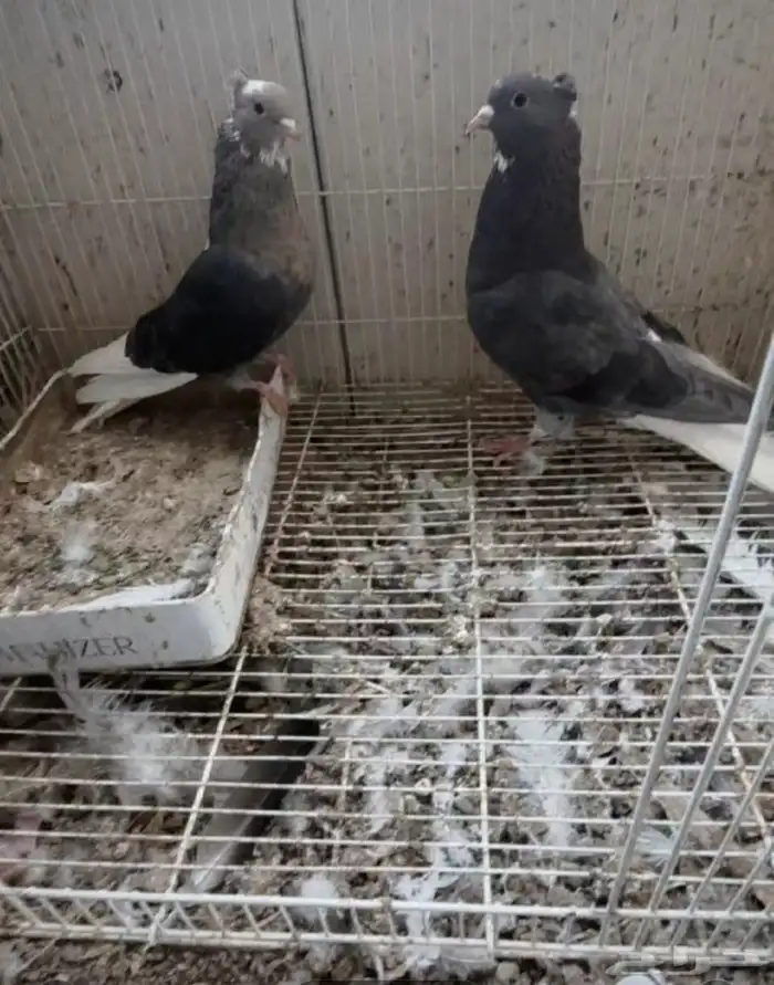 جوز قطيفي مذيل غره عروقه معقده 1