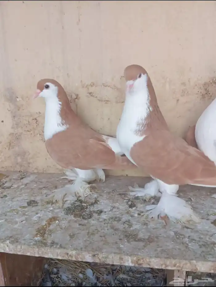 سيهات حي الديره 0