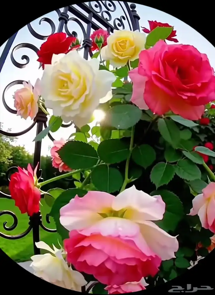 تنسيق حدائق دكورات طبيعيه 7