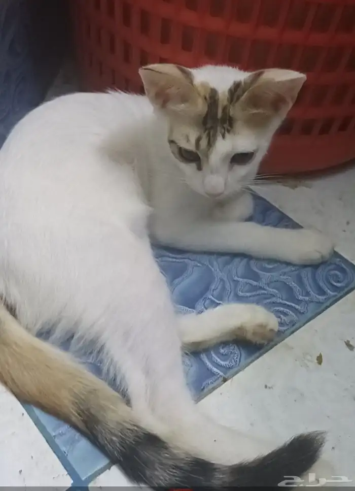 قطط لي التبني بشرط مخافت الله فيهم التواصل علي موقع حراج 0