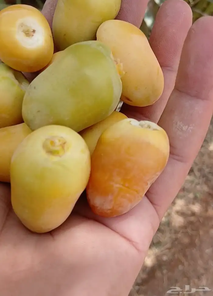 نخيل نوايع شمشوله حوشانه نبتت الحصان خلاص ملوكي فاخر 9