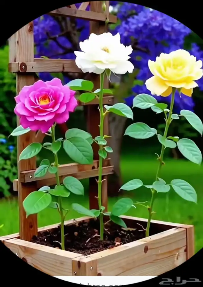 تنسيق حدائق 1