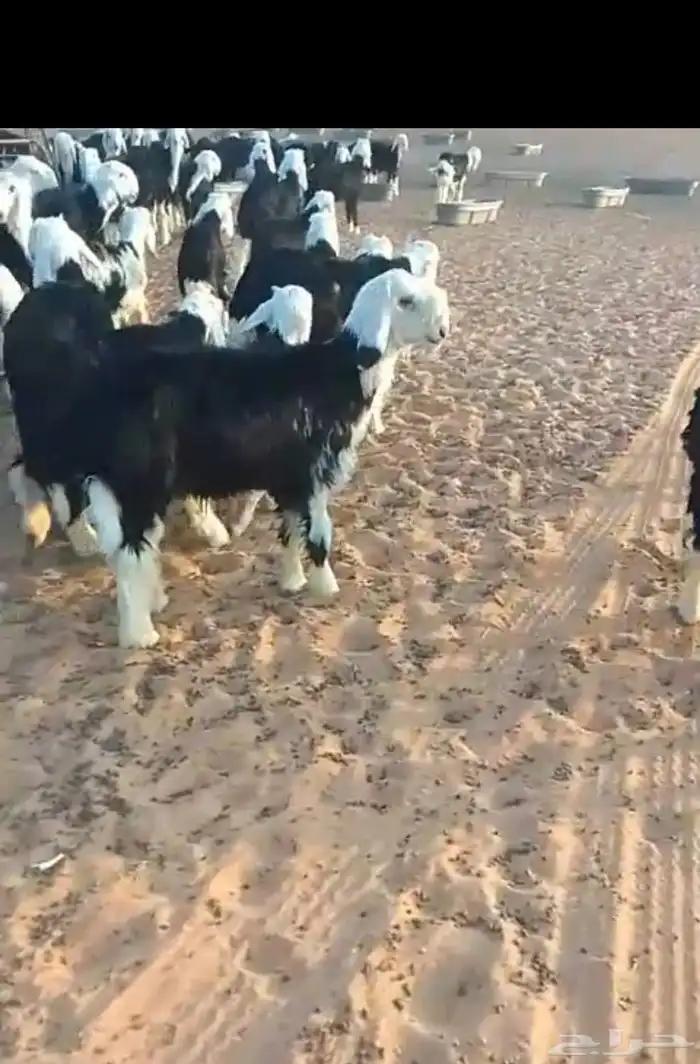 يوجد لدينا خرفان نجد العمر 5 شهور اكثر ورخال العمر شهرين ونص 0