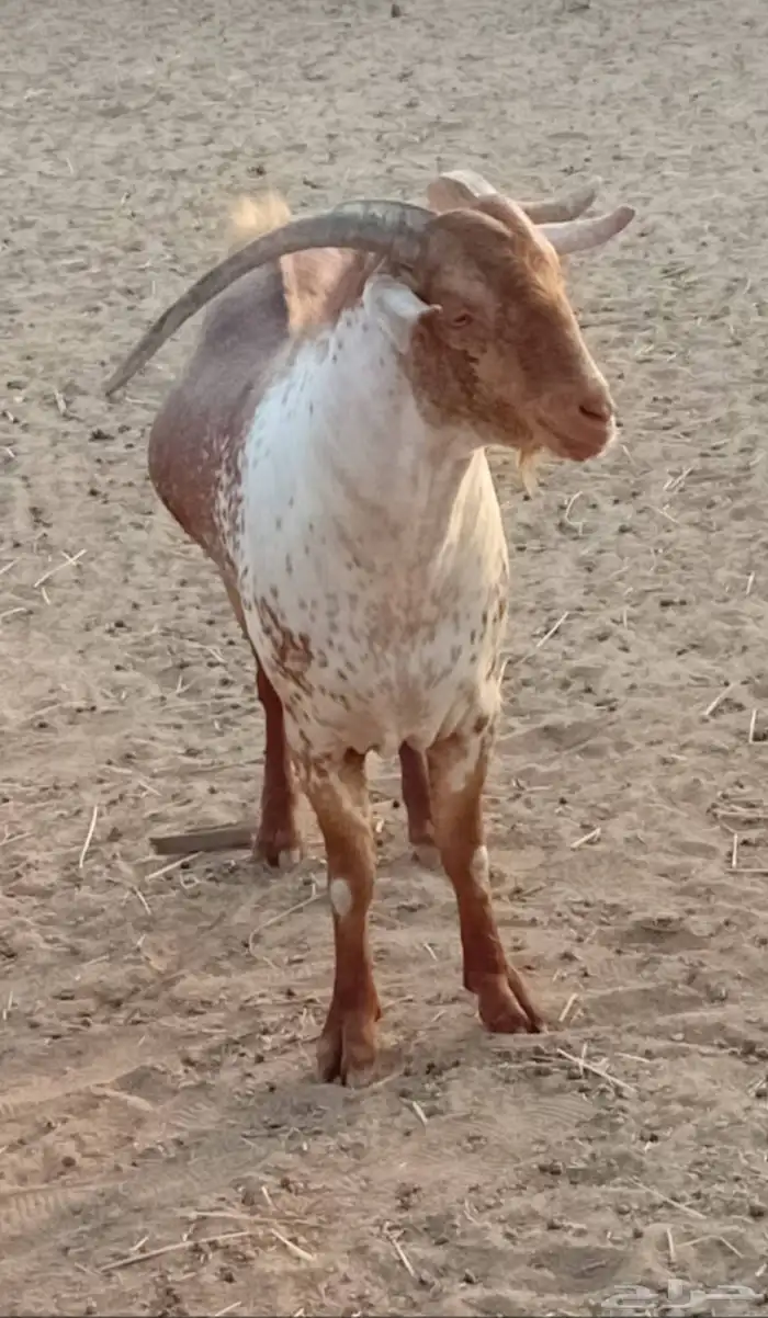 تيس محايلي... 1