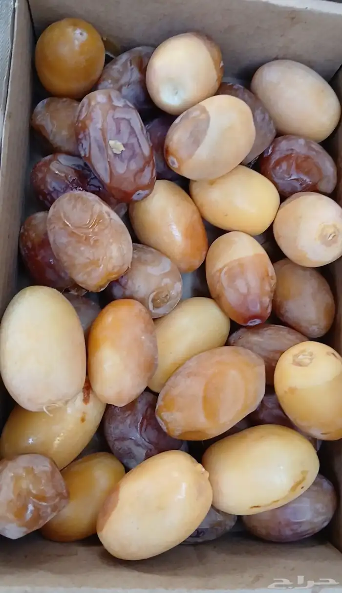 نخيل نوايع شمشوله حوشانه نبتت الحصان خلاص ملوكي فاخر 8