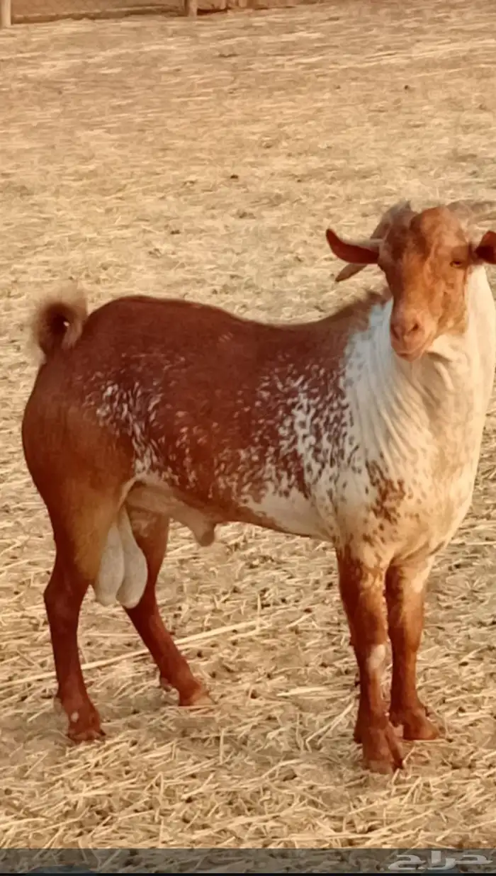 تيس محايلي... 0