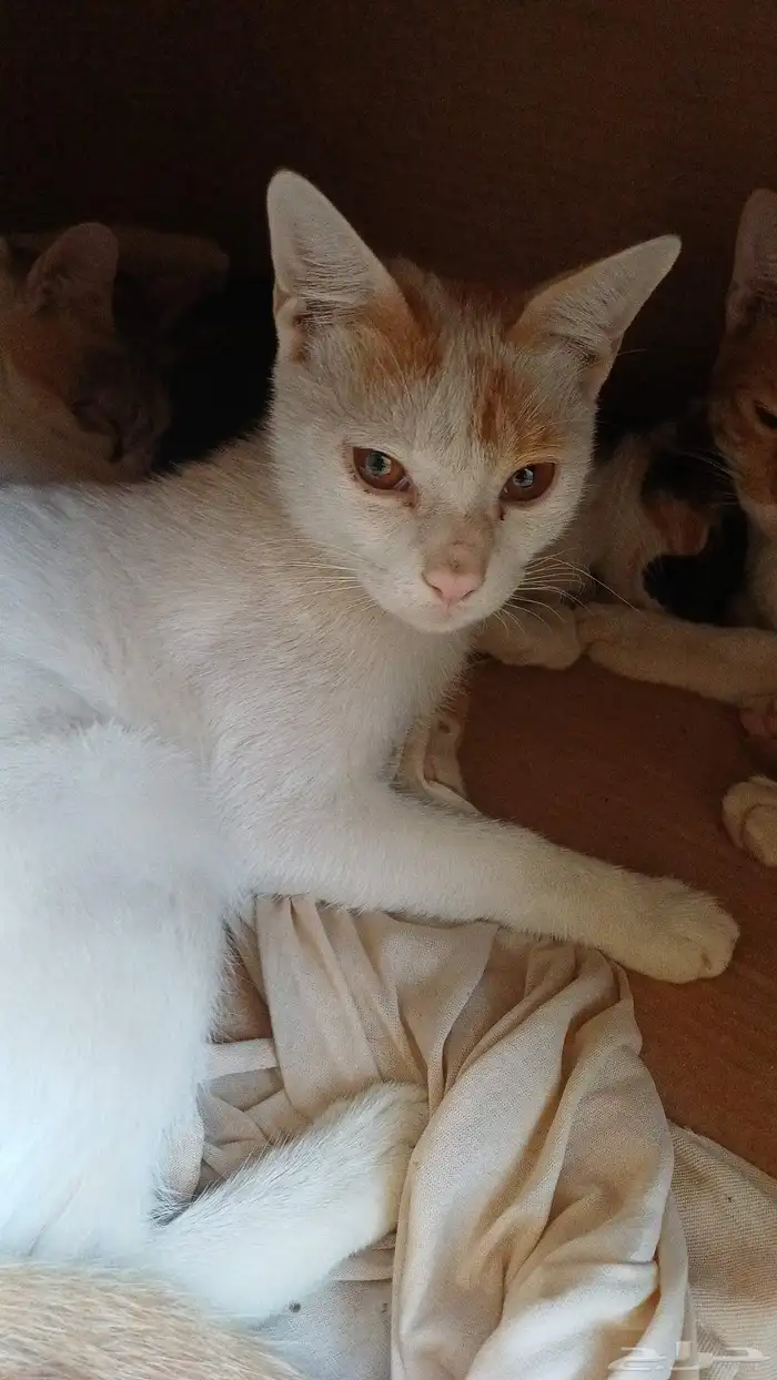 قطط لي التبني بشرط مخافت الله فيهم التواصل علي موقع حراج 5