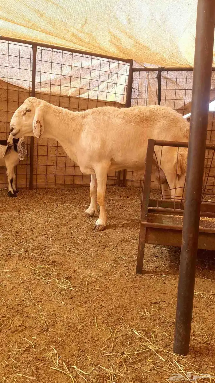 للبيع طلي فحل صنف 0