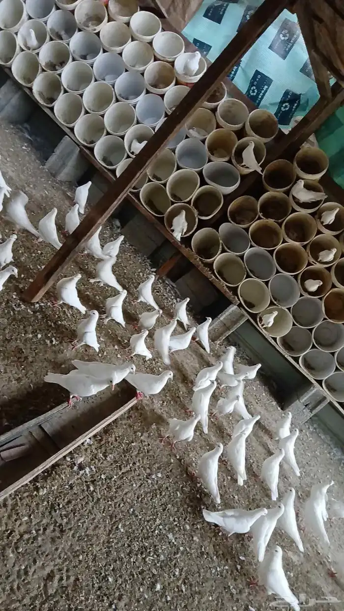 للبيع حمام لاحم فرنسي منتج على 30 الزوج 0