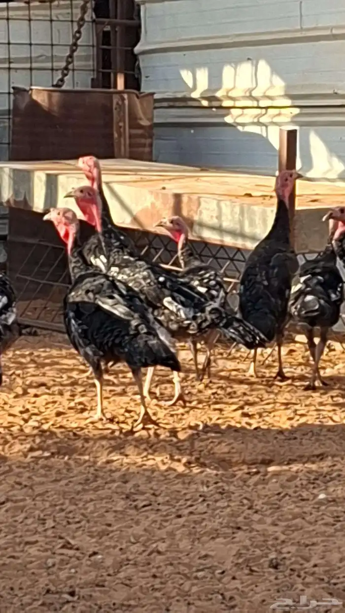 للبيع دجاج رومي العدد 8 حبات 0