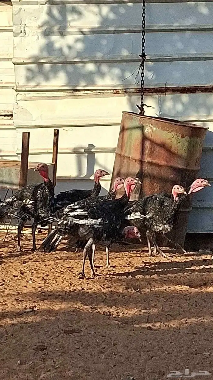 للبيع دجاج رومي العدد 8 حبات 1