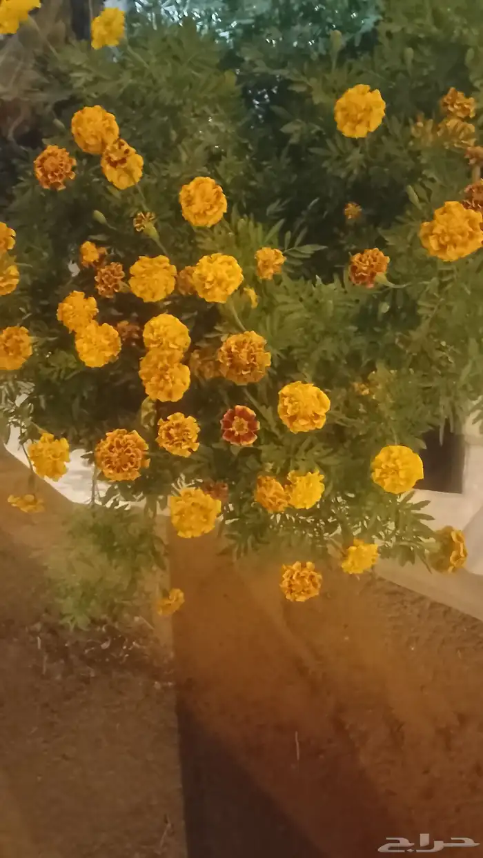 زراعه وحدائق 0