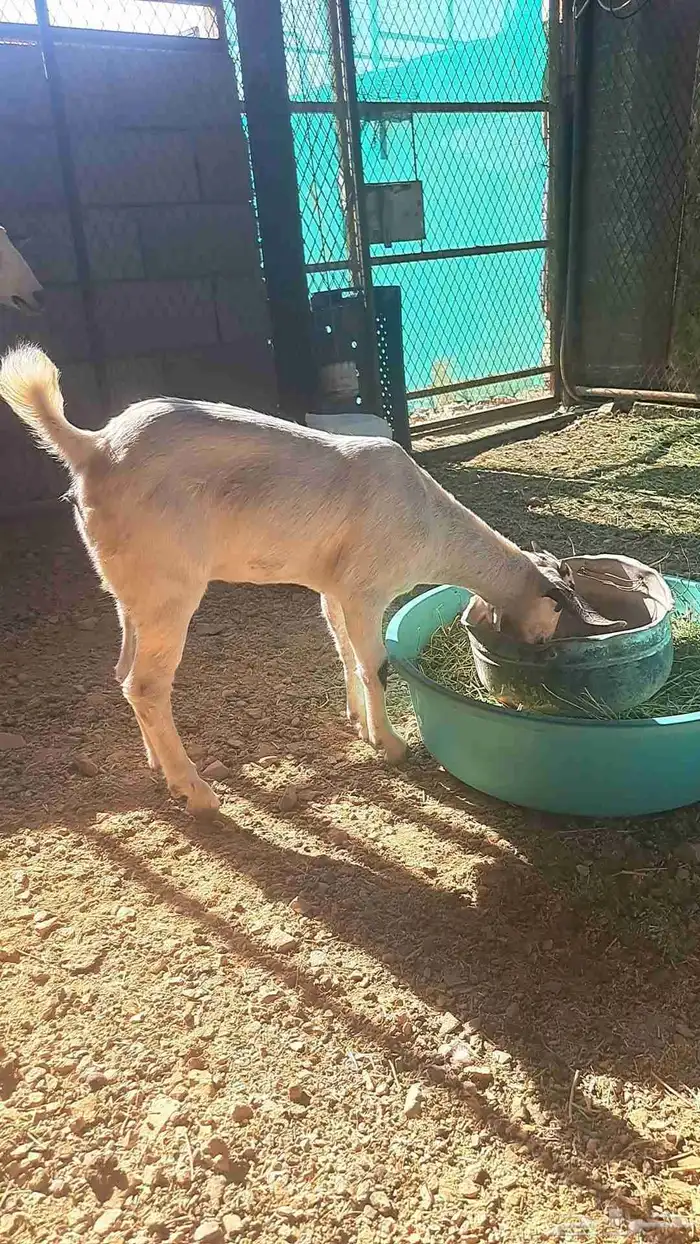 عنز بيشية والد 3