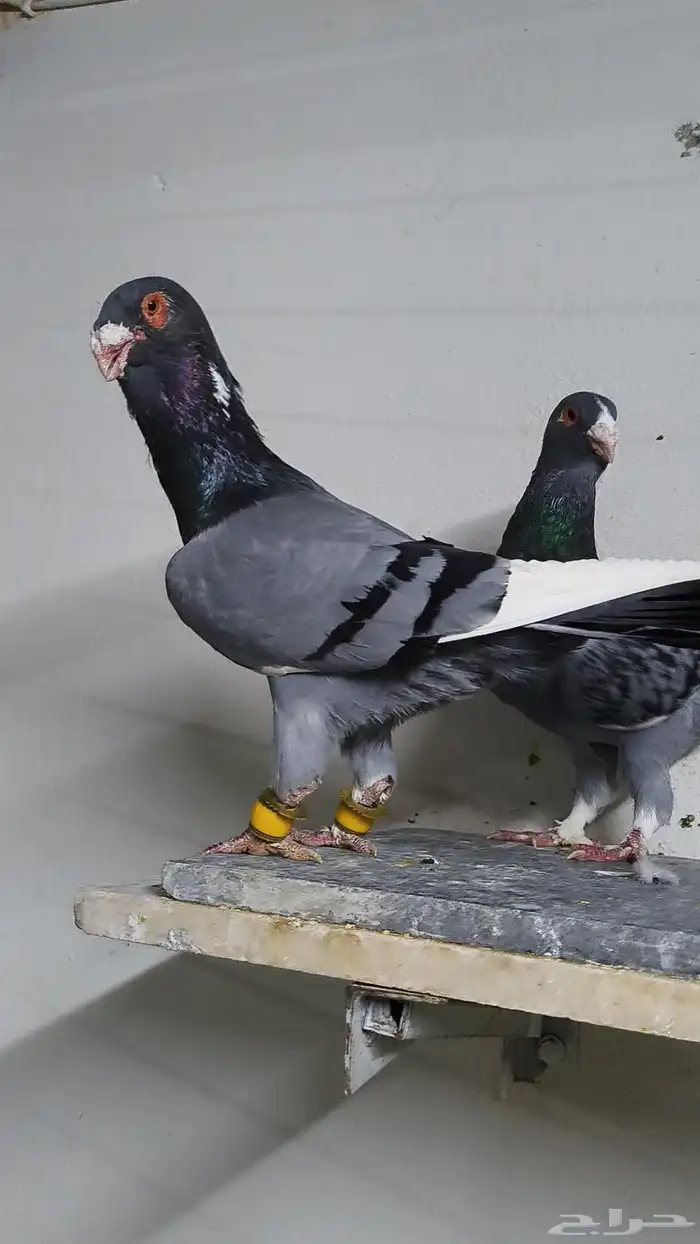 حمام شامي التواصل على الواتساب 5