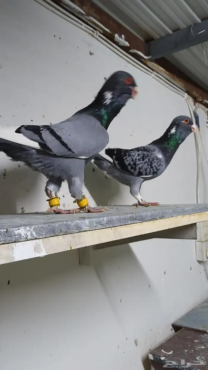 حمام شامي التواصل على الواتساب 3