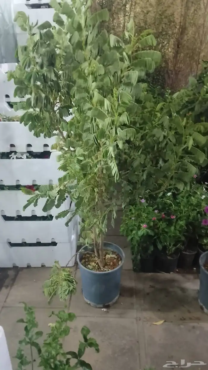 زراعه وحدائق 9