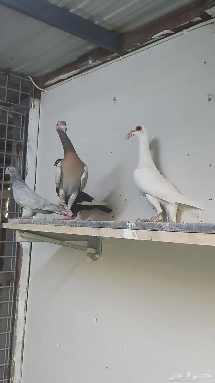 حمام شامي التواصل على الواتساب 7