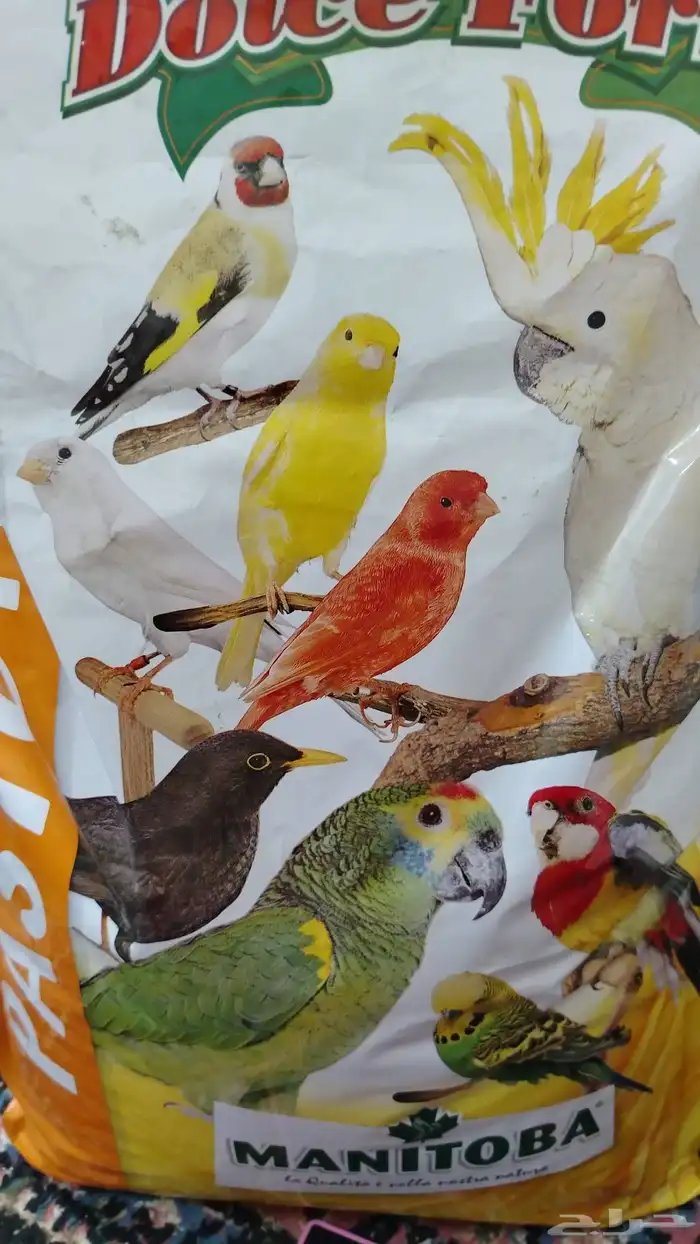 اكل بلبيل.و. وطيور واكل قطط 3